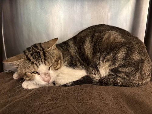 WILLIAM, Adult Domestic Short Hair / Mixed (short coat), cat for adoption in Friendswood, Texas