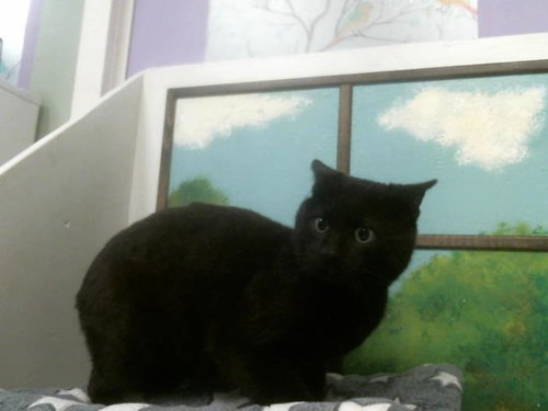 picture of the cat needing adoption