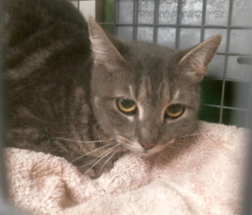 TIMBER, Young Domestic Short Hair / Mixed (short coat), cat for adoption in Friendswood, Texas