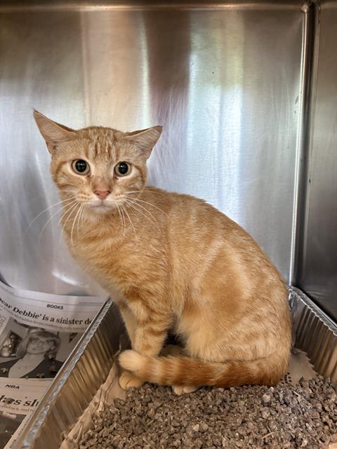 PASTEL, Adult Domestic Short Hair / Mixed (short coat), cat for adoption in Friendswood, Texas