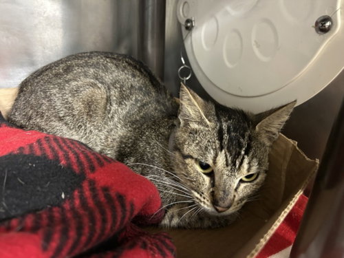ABBIE, Young Domestic Short Hair / Mixed (medium coat), cat for adoption in Friendswood, Texas