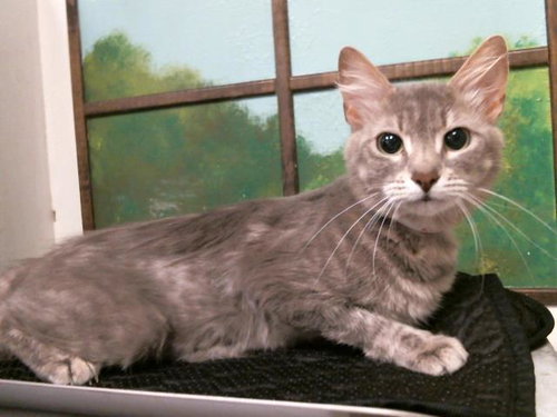 SAFIRA, Adult Domestic Short Hair / Mixed (medium coat), cat for adoption in Friendswood, Texas