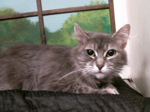 ATHENA, Adult Domestic Short Hair / Mixed (medium coat), cat for adoption in Friendswood, Texas