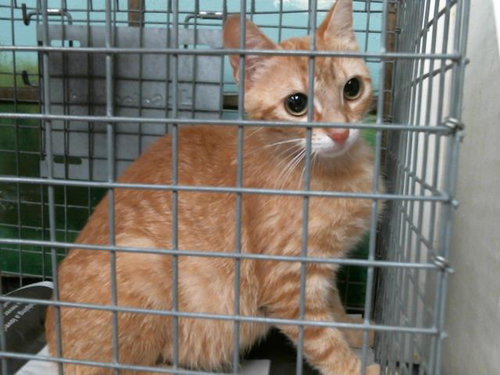 MELISSA, Young Domestic Short Hair / Mixed (medium coat), cat for adoption in Friendswood, Texas