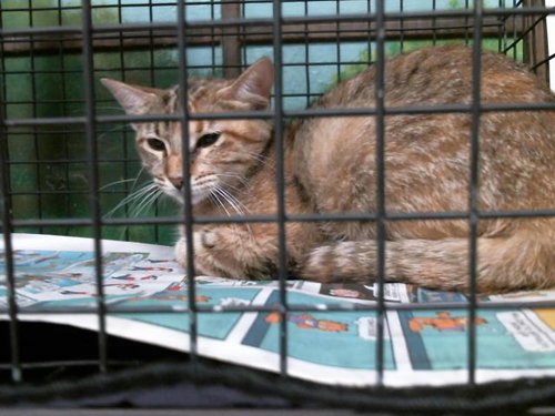 SPROUT, Young Domestic Short Hair / Mixed (medium coat), cat for adoption in Friendswood, Texas