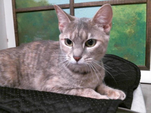 ZELDA, Young Domestic Short Hair / Mixed (medium coat), cat for adoption in Friendswood, Texas