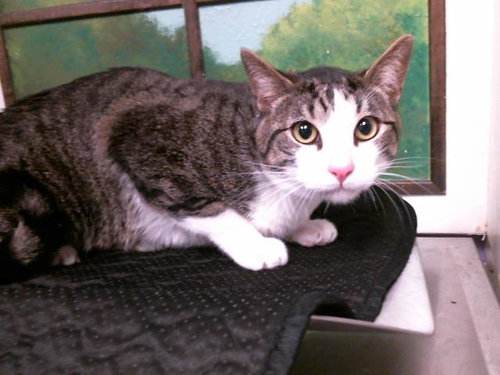 RAISIN, Adult Domestic Short Hair / Mixed (medium coat), cat for adoption in Friendswood, Texas