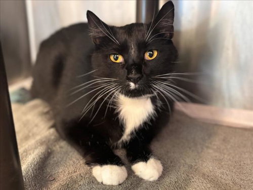 SOOT, Adult Domestic Short Hair / Mixed (short coat), cat for adoption in Friendswood, Texas