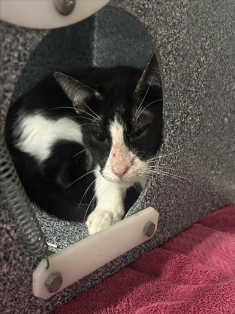 KURTIS, Young Domestic Short Hair (short coat), cat for adoption in Friendswood, Texas