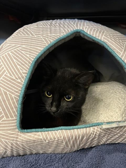 PEONY, Young Domestic Short Hair (short coat), cat for adoption in Friendswood, Texas