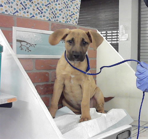 SOREN, an adoptable Staffordshire Bull Terrier in Houston, TX