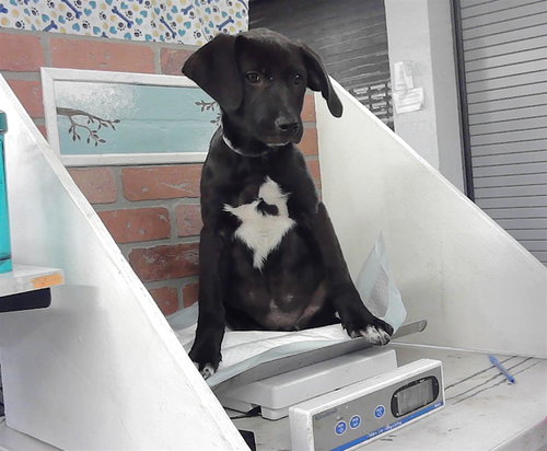 ESSIE, an adoptable Labrador Retriever in Houston, TX