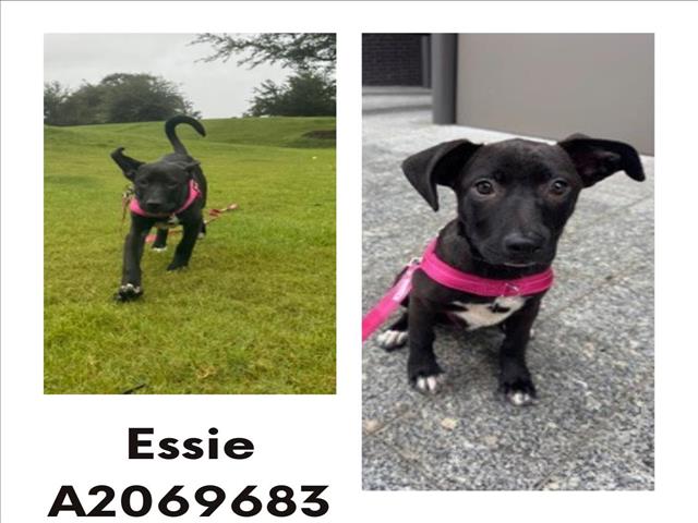 ESSIE