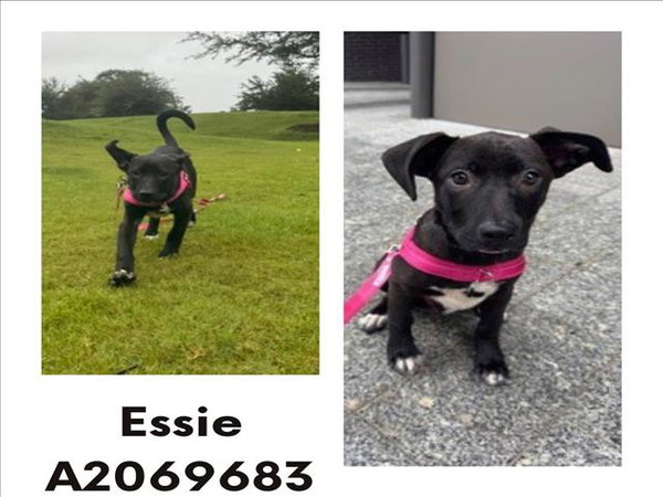 ESSIE
