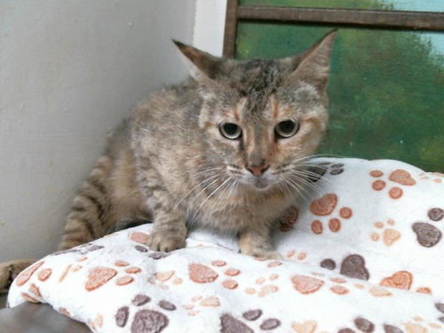 STACY, Young Domestic Short Hair / Mixed (short coat), cat for adoption in Friendswood, Texas