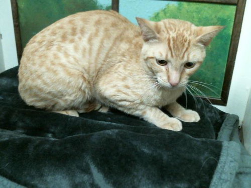 ROCKY, Adult Domestic Medium Hair / Mixed (short coat), cat for adoption in Friendswood, Texas