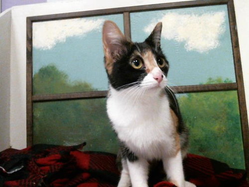 VICKY, Young Domestic Short Hair / Mixed (short coat), cat for adoption in Friendswood, Texas