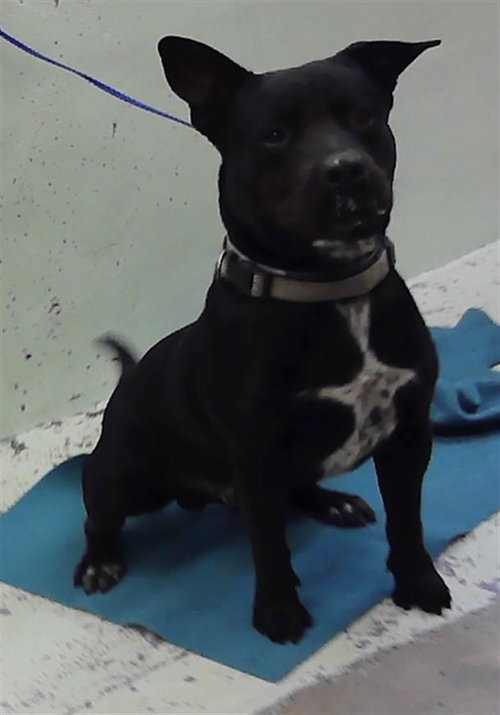BENITO, an adoptable Staffordshire Bull Terrier in Houston, TX