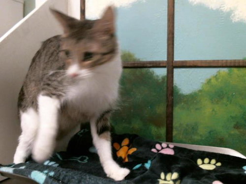 MUNECA, Adult Domestic Short Hair / Mixed (short coat), cat for adoption in Friendswood, Texas