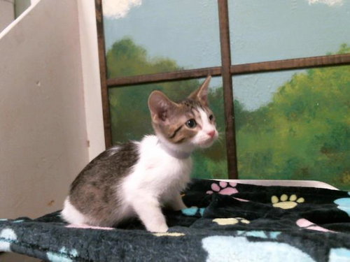 CATALINA, Baby Domestic Short Hair / Mixed (short coat), cat for adoption in Friendswood, Texas