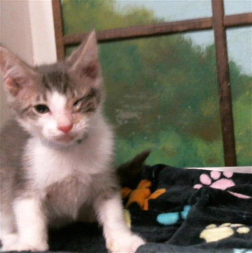 LUCERO, Baby Domestic Short Hair / Mixed (short coat), cat for adoption in Friendswood, Texas