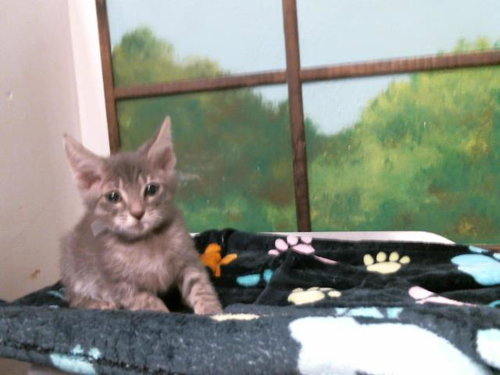 FLORESITA, Baby Domestic Short Hair / Mixed (short coat), cat for adoption in Friendswood, Texas