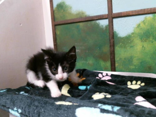 CHEPITO, Baby Domestic Short Hair / Mixed (short coat), cat for adoption in Friendswood, Texas