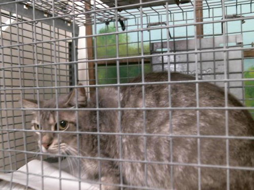 NENA, Young Domestic Short Hair / Mixed (short coat), cat for adoption in Friendswood, Texas