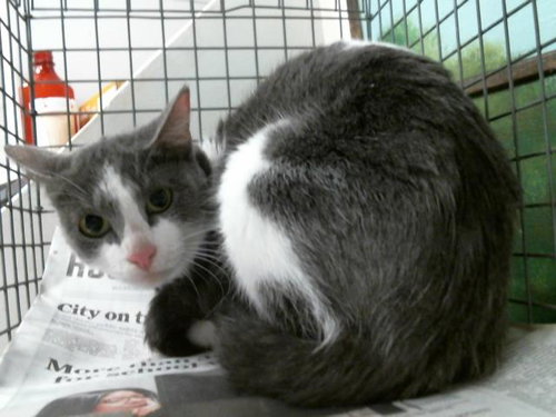 PINKY, Adult Domestic Short Hair / Mixed (short coat), cat for adoption in Friendswood, Texas