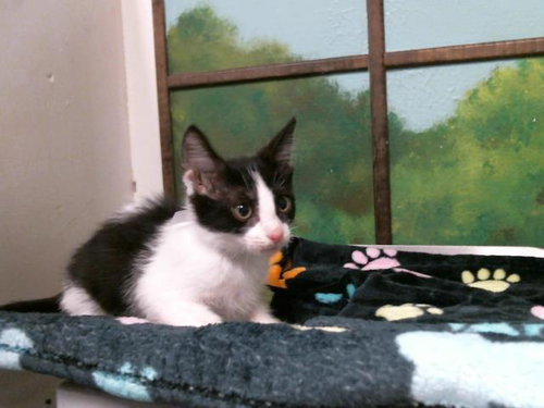 CARAMELO, Baby Domestic Short Hair / Mixed (short coat), cat for adoption in Friendswood, Texas