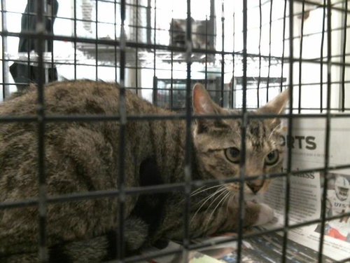 ASIA, Young Domestic Short Hair / Mixed (short coat), cat for adoption in Friendswood, Texas