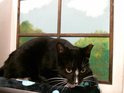 TRIXIE, Young Domestic Short Hair / Mixed (short coat), cat for adoption in Friendswood, Texas
