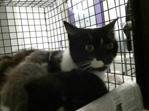 A2069641, Adult Domestic Short Hair (short coat), cat for adoption in Friendswood, Texas
