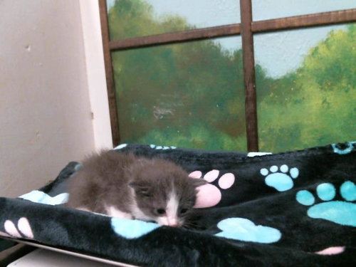 A2069642, Adult Domestic Short Hair (medium coat), cat for adoption in Friendswood, Texas