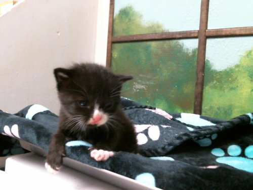 A2069645, Adult Domestic Short Hair (medium coat), cat for adoption in Friendswood, Texas