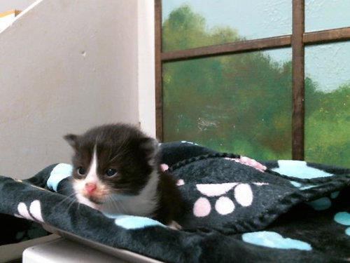A2069646, Adult Domestic Short Hair (medium coat), cat for adoption in Friendswood, Texas