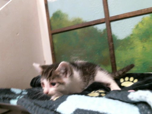 KATIA, Baby Domestic Short Hair (short coat), cat for adoption in Friendswood, Texas