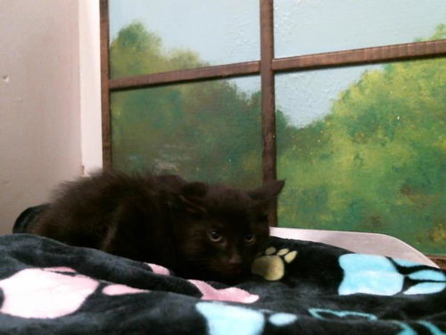 FELIX, Baby Domestic Short Hair / Mixed (short coat), cat for adoption in Friendswood, Texas