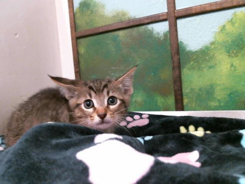 FUAD, Baby Domestic Short Hair / Mixed (short coat), cat for adoption in Friendswood, Texas