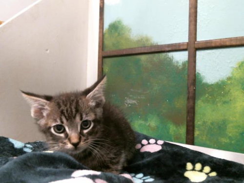 FABIAN, Baby Domestic Short Hair / Mixed (short coat), cat for adoption in Friendswood, Texas