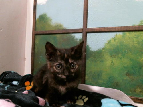 BETSY, Baby Domestic Short Hair / Mixed (short coat), cat for adoption in Friendswood, Texas