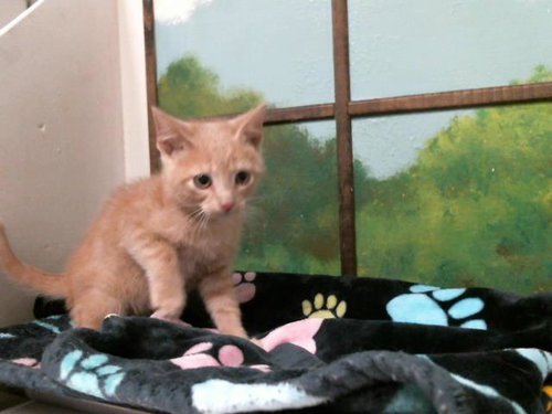 BENNY, Baby Domestic Short Hair / Mixed (short coat), cat for adoption in Friendswood, Texas