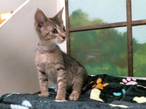 PRINCIPE, Baby Domestic Short Hair / Mixed (short coat), cat for adoption in Friendswood, Texas