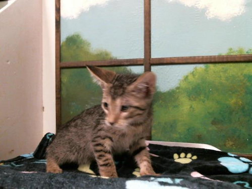 GARFIELD, Baby Domestic Short Hair / Mixed (short coat), cat for adoption in Friendswood, Texas