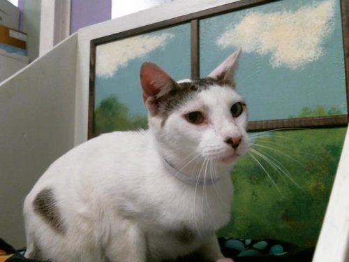 A2069914, Adult Domestic Short Hair (medium coat), cat for adoption in Friendswood, Texas