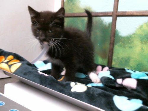 MISHA, Baby Domestic Short Hair (medium coat), cat for adoption in Friendswood, Texas