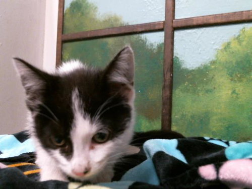 MELY, Baby Domestic Short Hair (medium coat), cat for adoption in Friendswood, Texas