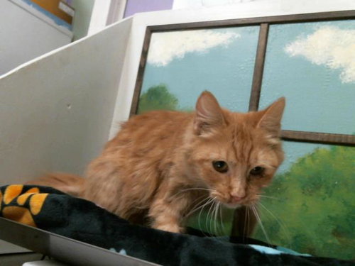 LISA, Adult Domestic Medium Hair (medium coat), cat for adoption in Friendswood, Texas