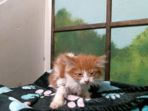 LETTY, Baby Domestic Long Hair (medium coat), cat for adoption in Friendswood, Texas