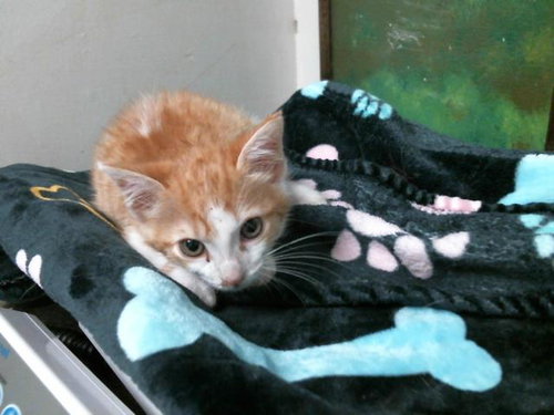 LUKAS, Baby Domestic Short Hair (medium coat), cat for adoption in Friendswood, Texas